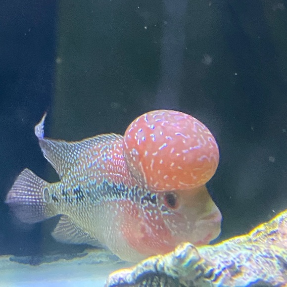 Meet your Posher, James - Picture 1 of 1